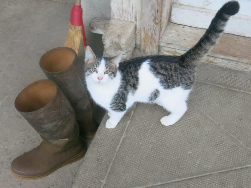 Eine Katze steht neben dreckigen Stiefeln. 