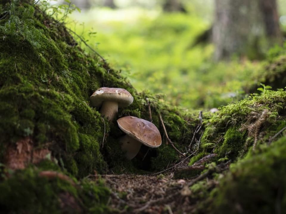 Zwei Steinpilze in der Nähe eines Baumstrunks.