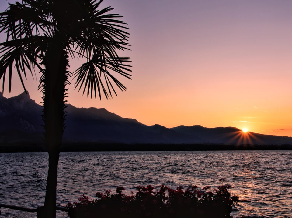 Purpurfarben beim Sonnenuntergang über dem See, es gibt viele kleine Wellen, im Vordergrund eine Palme.
