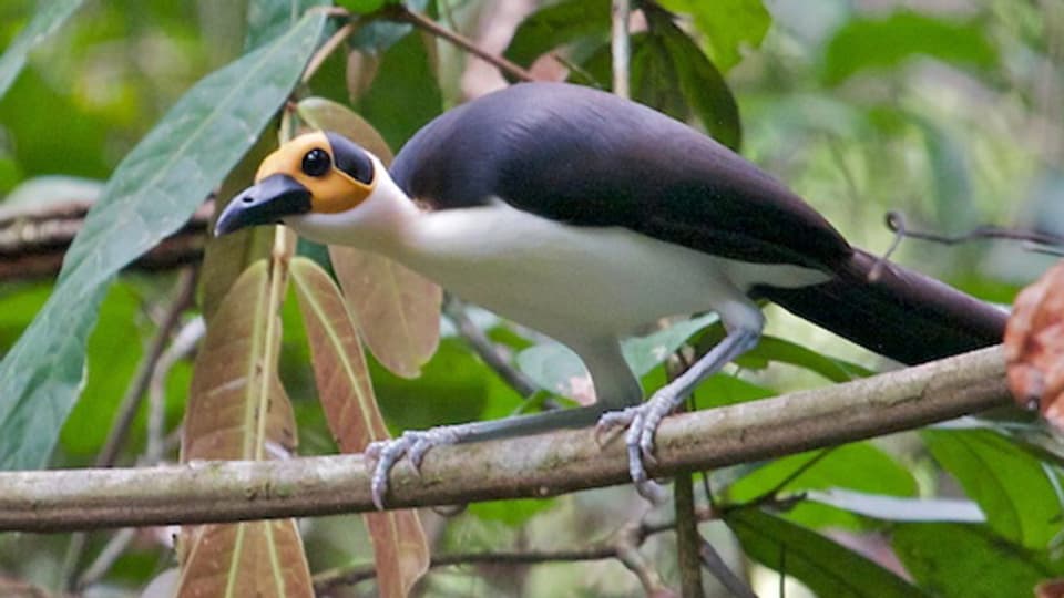 Cleverer Nestbauer: Ein Felsenhüpfer auf einem dicken Ast im Kongobecken.