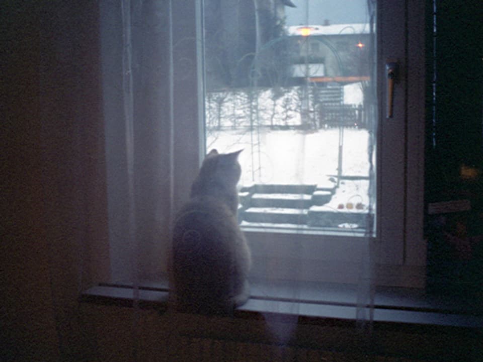 Katze sitzt hinter einem Vorhand und schaut zum Fenster raus.