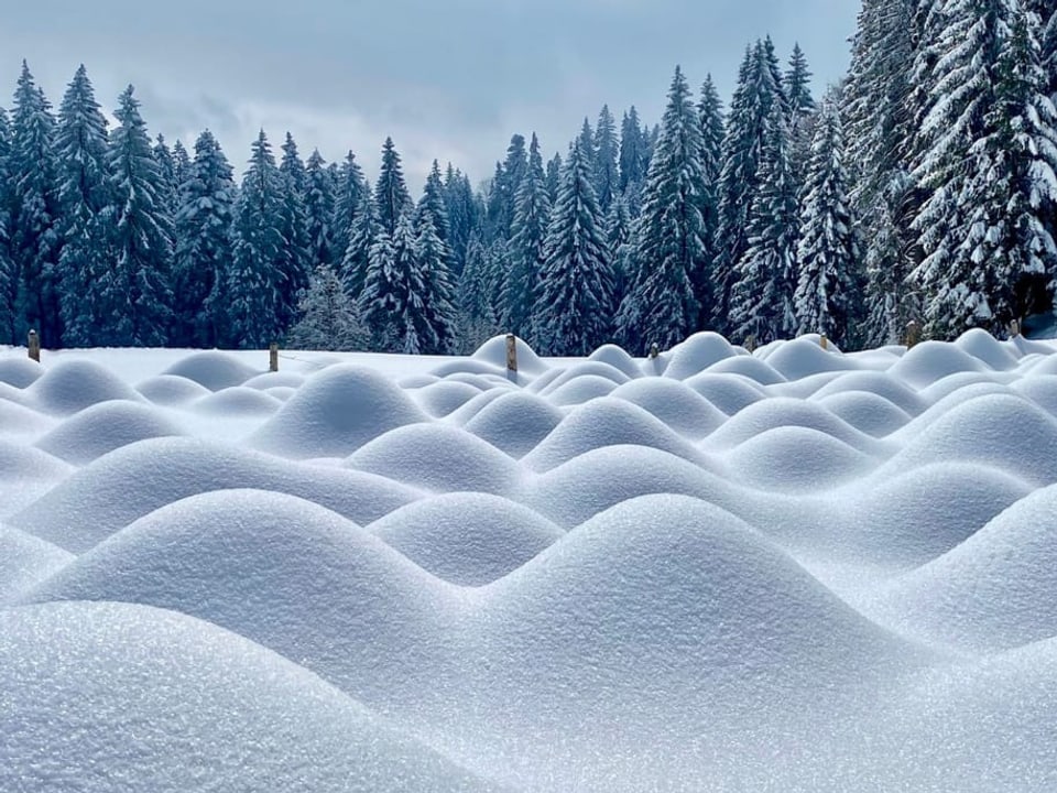 Verschneiter Tannenwald mit Schneehügeln im Vordergrund bei Sonnenschein