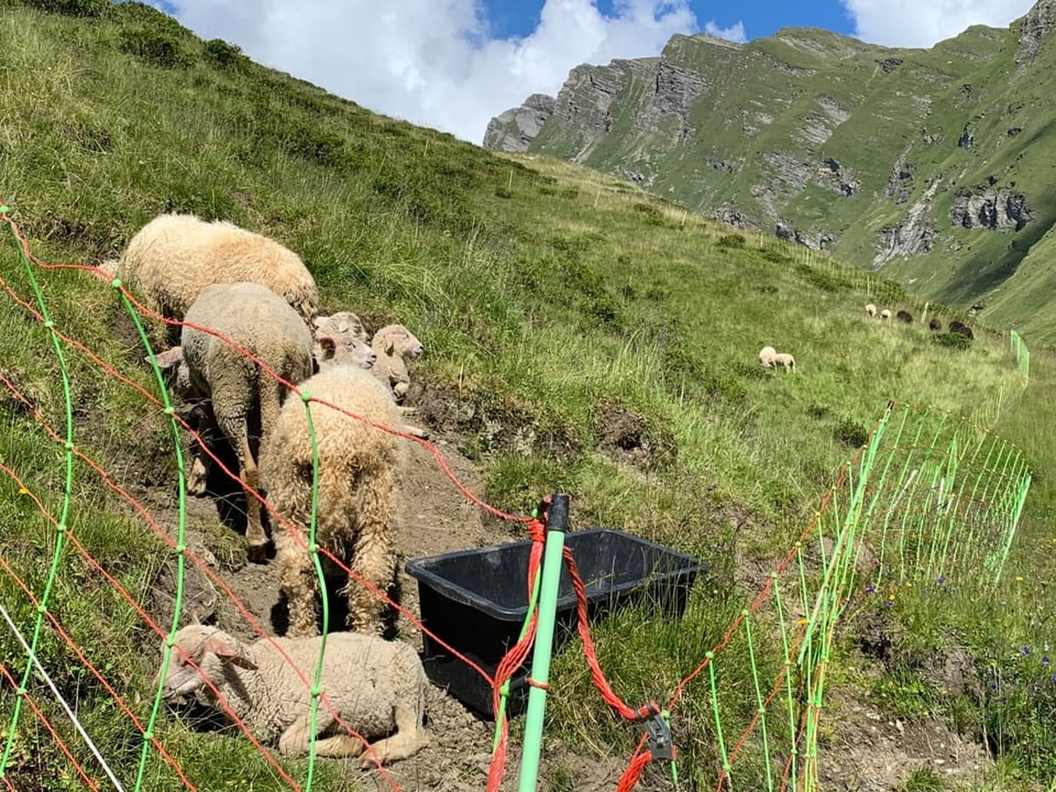 Schafe grasen auf der Alp Stutz