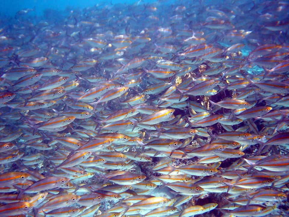 Fisch-Schwärme, wie hier vor der Küste von Papua Neuguinea, sind auch für Forscher faszinierend.