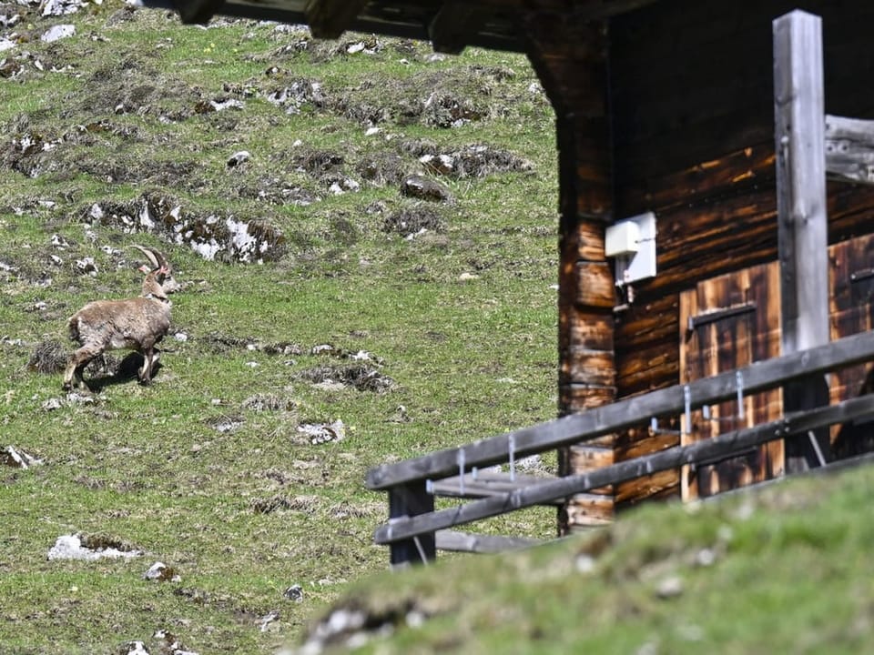 Steinbock