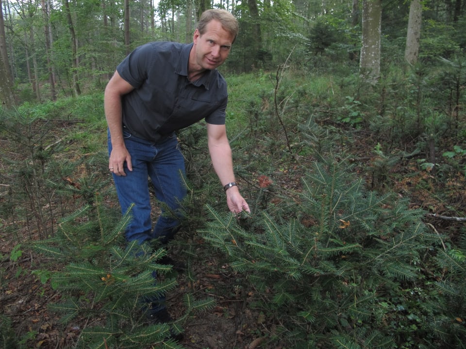 Forstmeister Stefan Flückiger zeigt die Wildschäden an den jungen Tannenbäumen