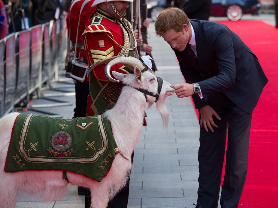 Prinz Harry begrüsst eine Ziege auf dem roten Teppich.