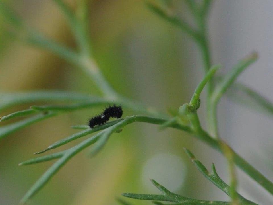 Schwarzes, 6 Millimeter grosses Räupchen kriecht über Fresspflanze.