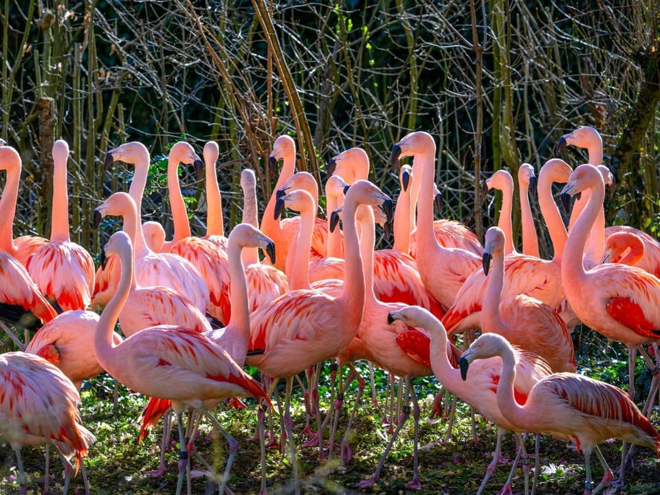 Mehrere Flamingos stehen auf einer Wiese. 