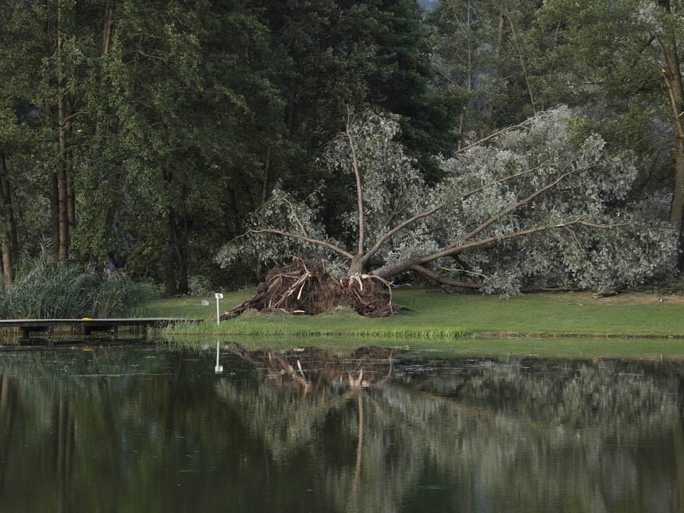 A fallen tree on the shore of Lake St. Andre in Lavandel 