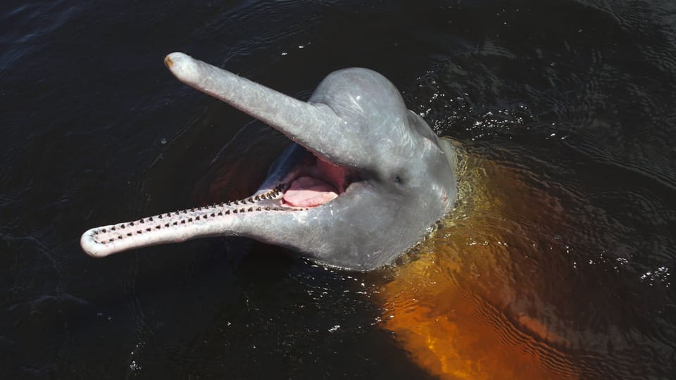 River dolphin in the water. 