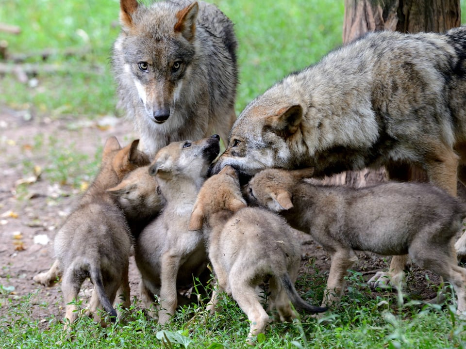 Ein Wolfsrüde und eine Faehe mit ihren fünf Jungen.