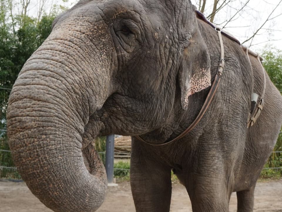 Elefant im Zoo.