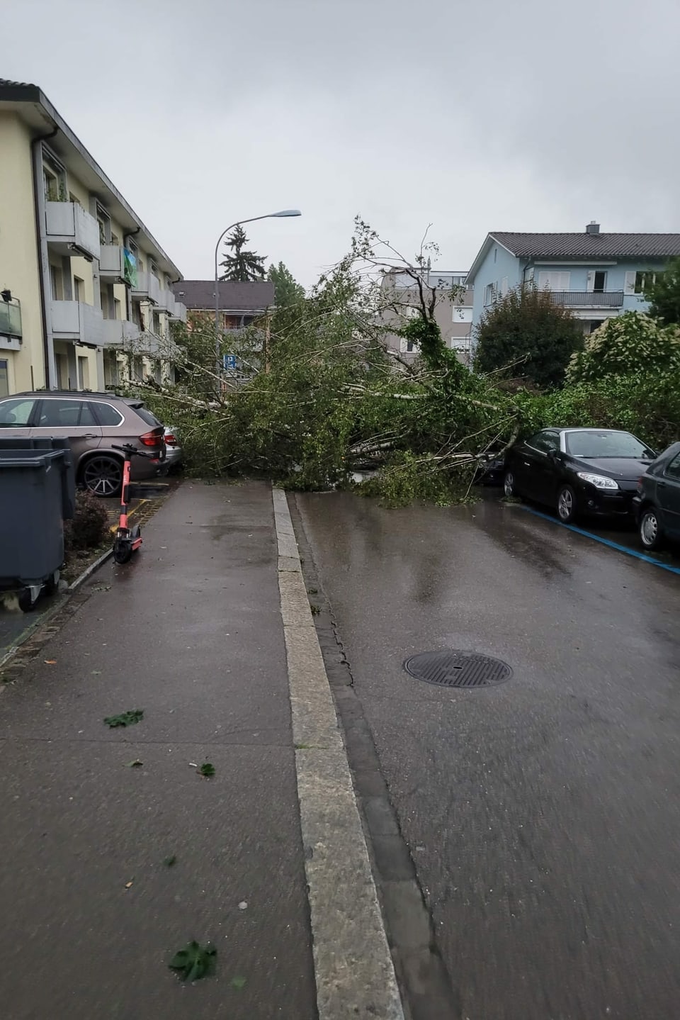 Ein Baum liegt auf einer Strasse in der Stadt. Auf der Seite stehen Autos.