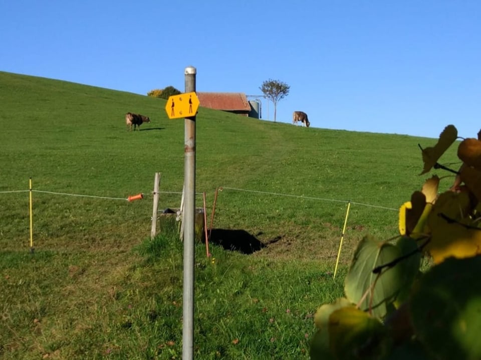Wanderwegschild auf der Wiese. Im Hintergrund Kühe auf der Weide.