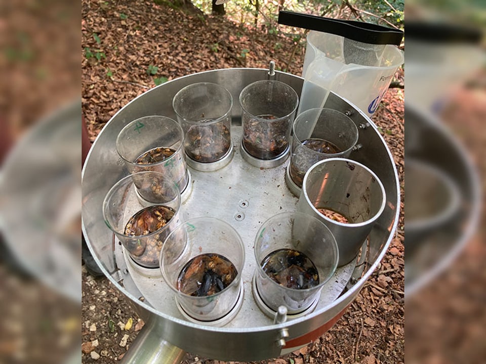 Acht Behälter mit gefangenen Insekten auf einem Tablar im Wald.