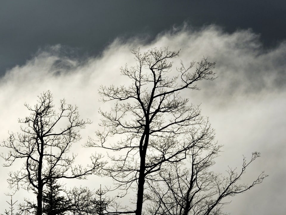 Silhouetten laubloser Bäume sieht man im Vordergrund. Dahinter drückt der Nebel von der linken Bildseite nach rechts im Bild.