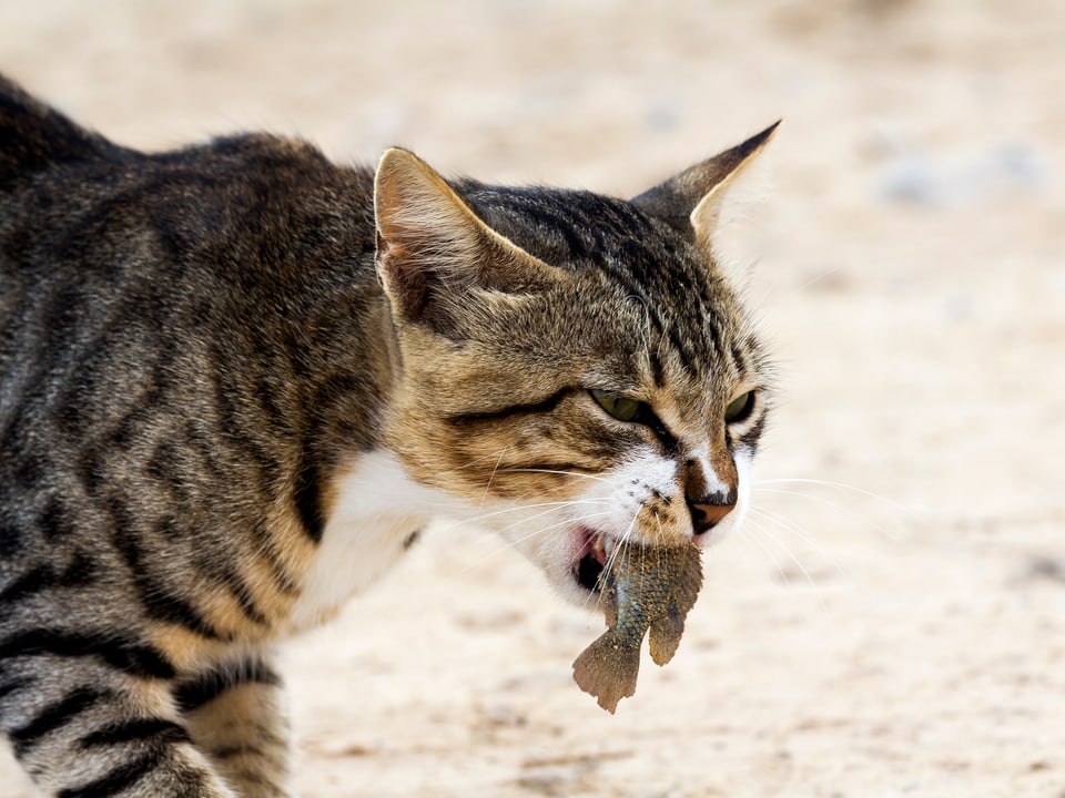 Eine Katze hat einen Fisch gefangen. 
