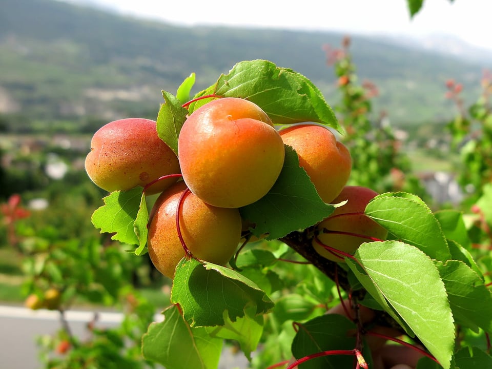 Ein Aprikosenzweig mit prallen Früchten.
