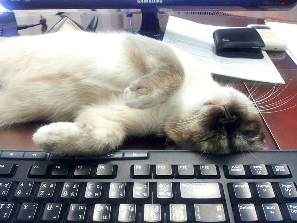 Schreibtisch mit Computer-Tastatur und Siamkatze.
