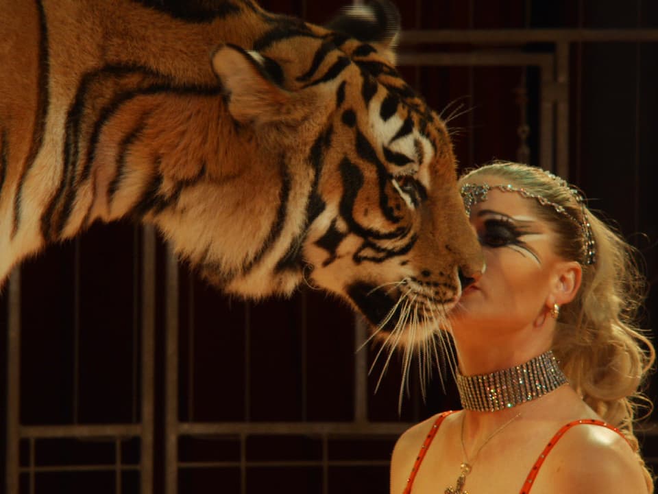Eine Dompteurin küsst einen Tiger.