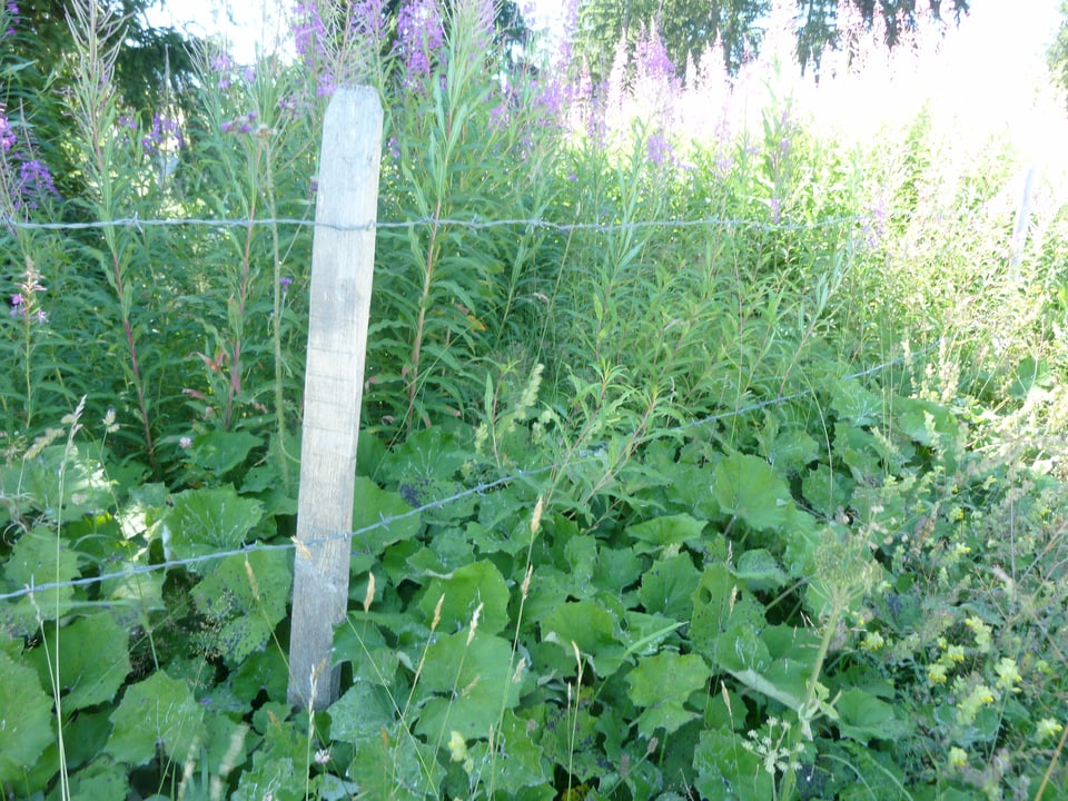 Stacheldraht-Zaun am Rande einer Blumenwiese
