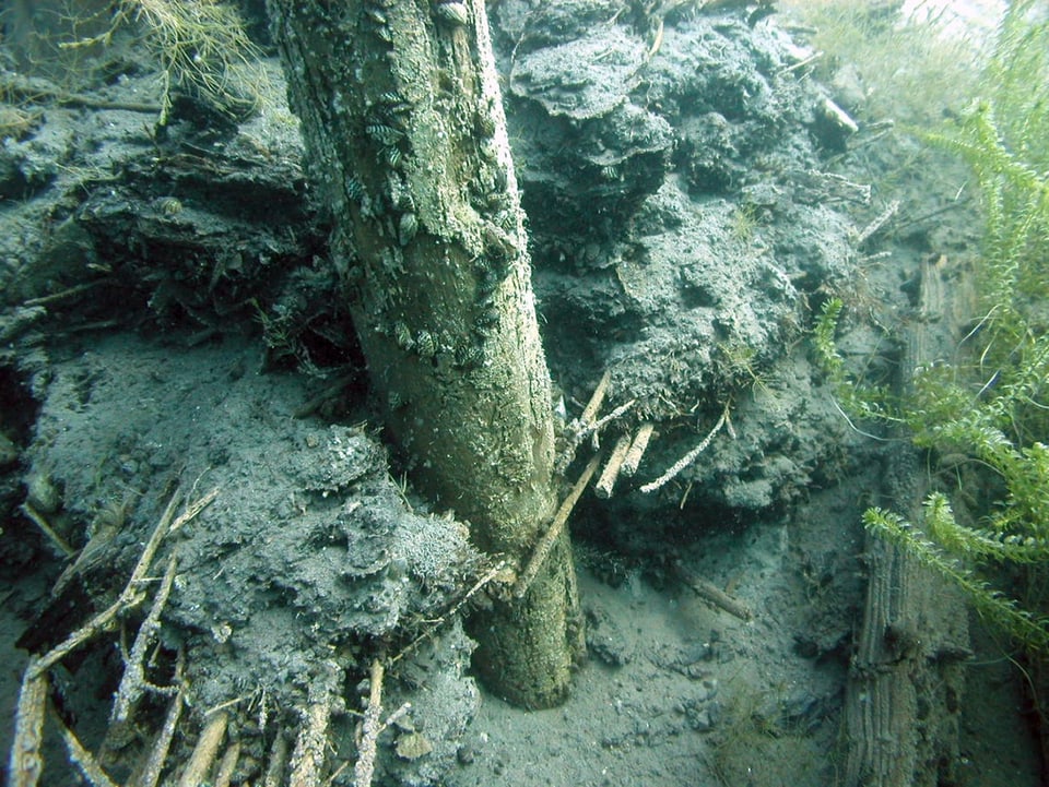 Unterwasseraufnahme eines Pfahls und weiterer Überreste einer Pfahlbauersiedlung.