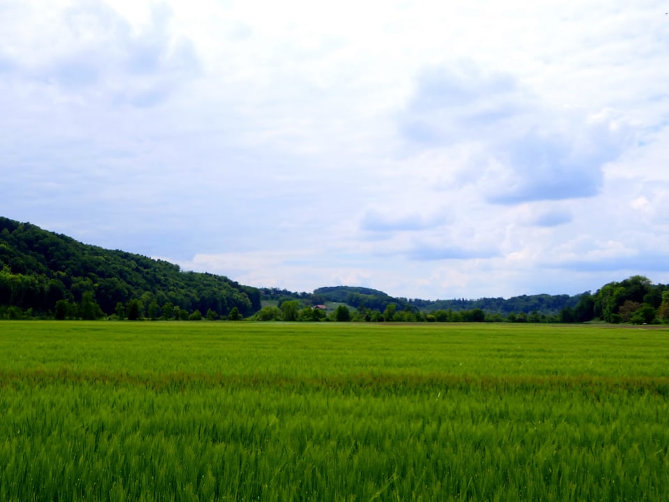 Quellwolken wachsen bis zur Wolkenschicht darüber empor, darunter liegt ein grünes Getreidefeld.