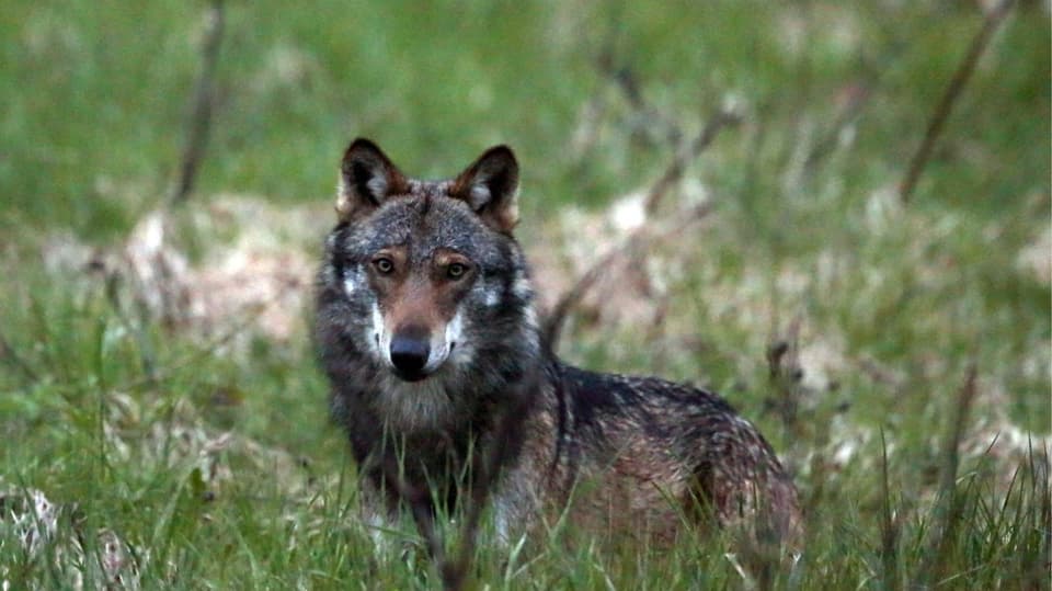Ein Wolf in freier Wildbahn im Jahr 2013. Die Aufnahme entstand in Obergoms (VS).