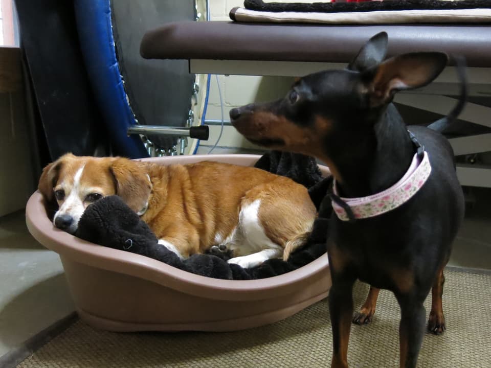 Zwei kleine Hunde, einer steht, der andere liegt im Hundekorb.