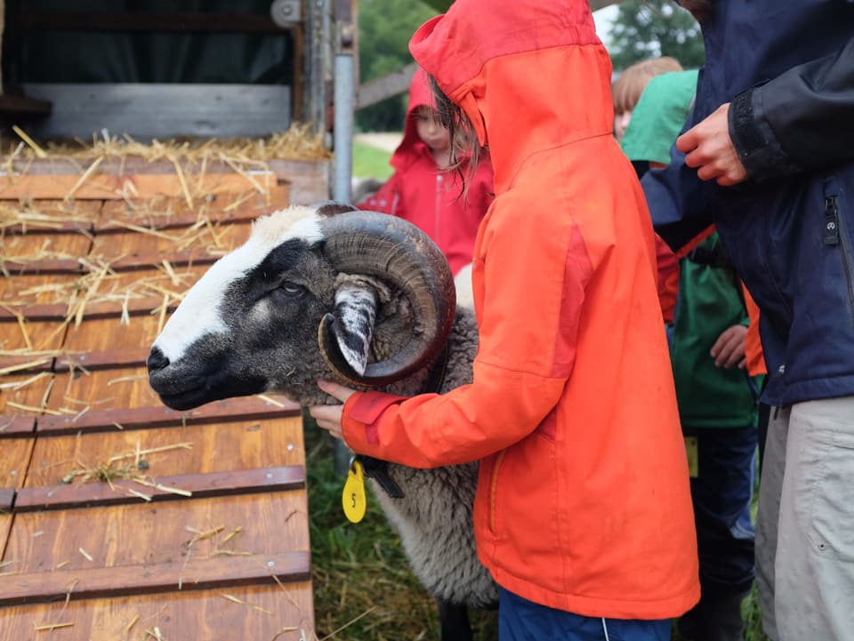 Ein Kind mit einem Schaf. 