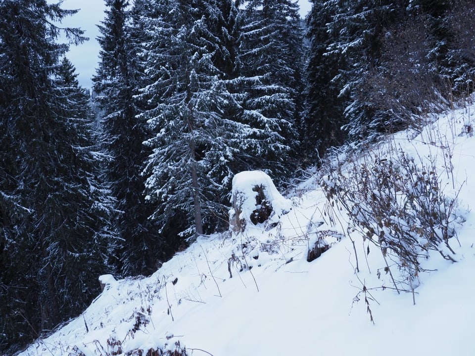 Zanutsch über Spundätscha GR Schnee im Wald.