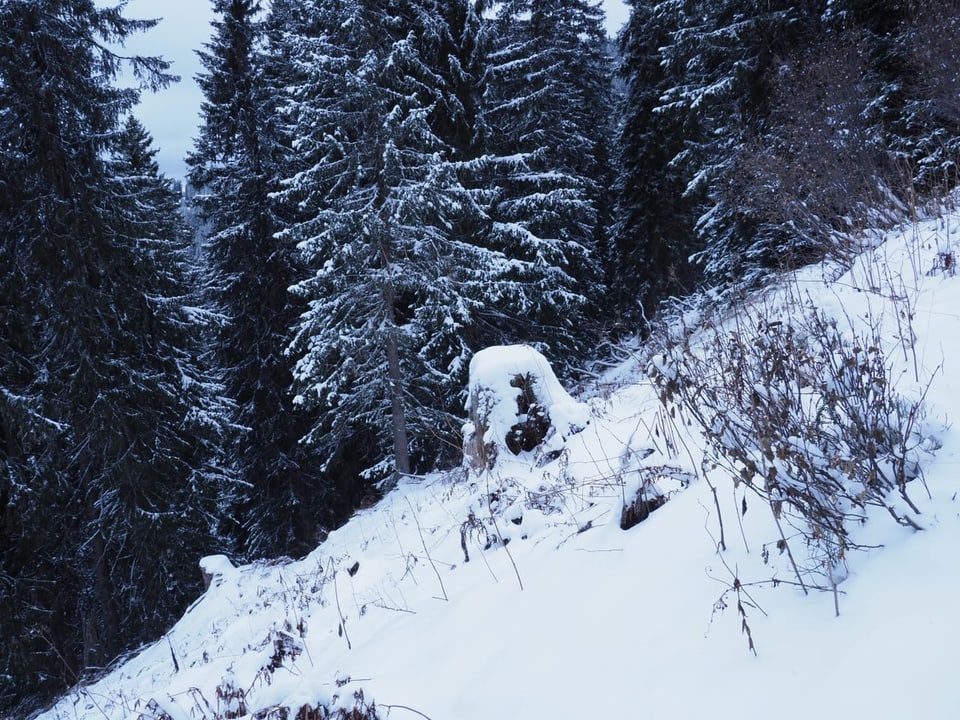 Schnee im Wald.