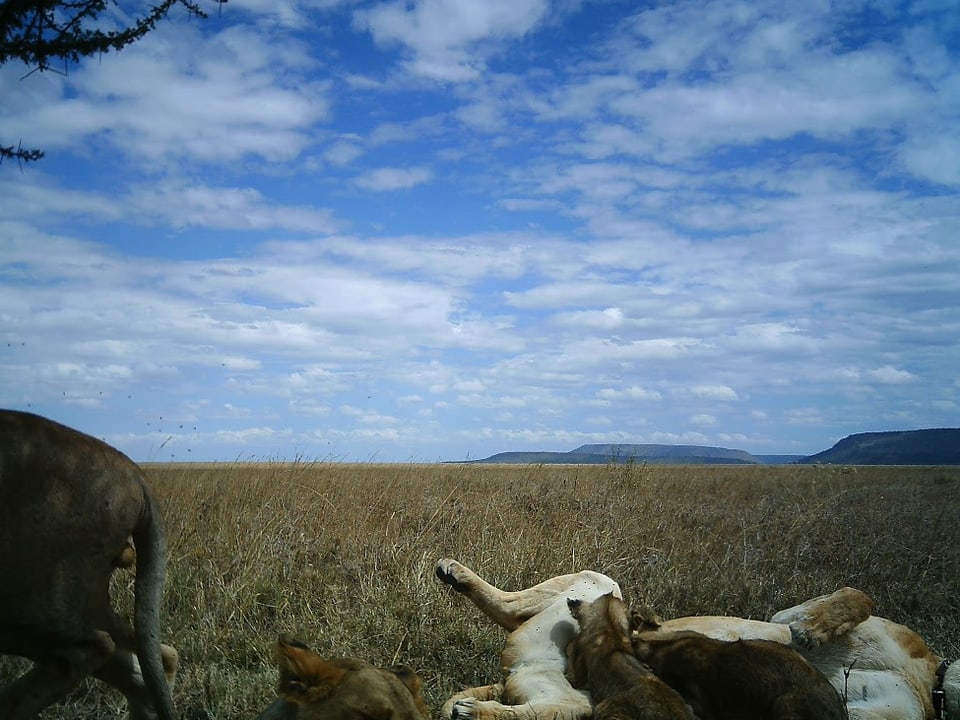 Eine Löwenfamilie vor den Weiten der Serengeti