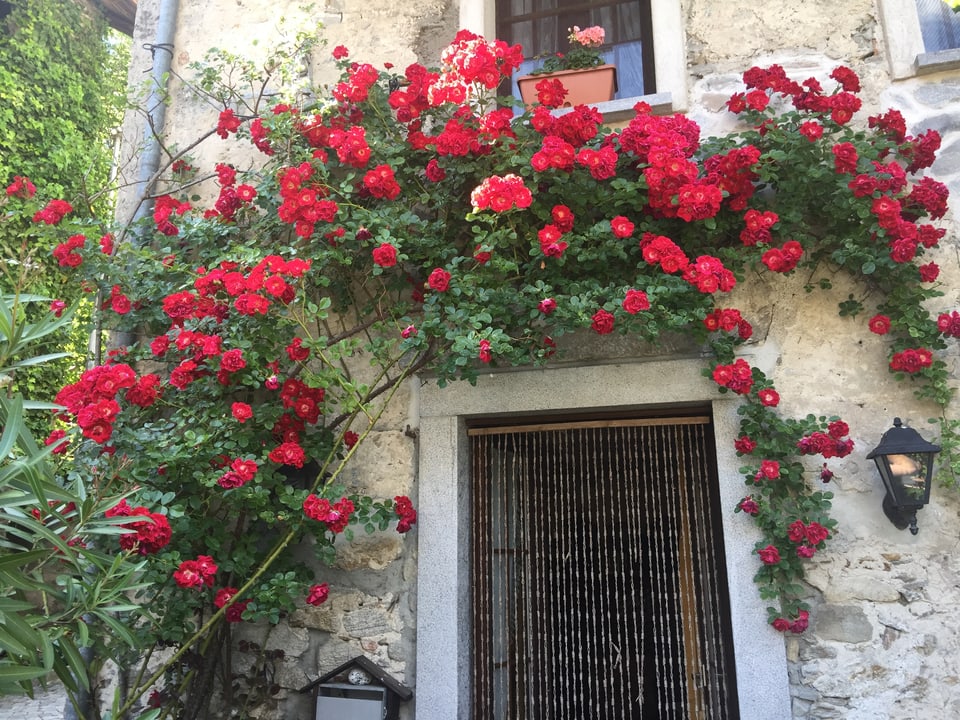 Rosenbogen über dem Eingang eines Tessiner Hauses. 