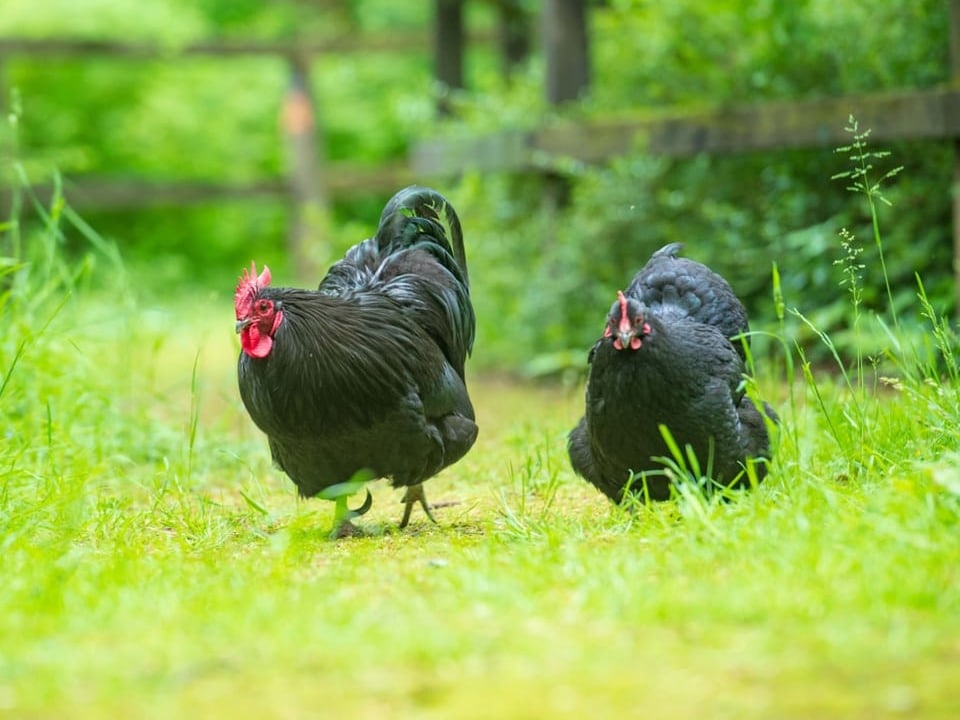 Zwei schwarz gefiederte Hühner auf grüner Rasenfläche.