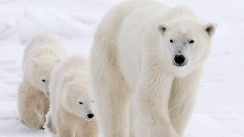 Eisbärenfamilie in Kanada.