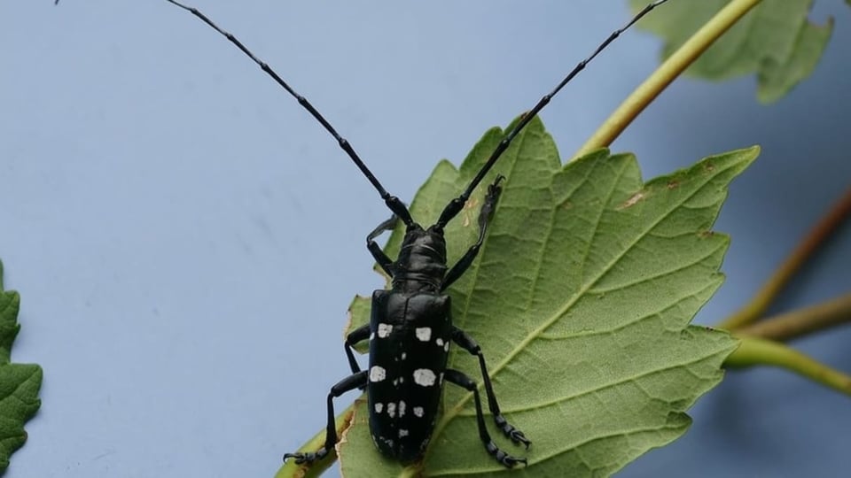 Der schwarze Käfer mit weissen Punkten sitzt auf einem Laubblatt.
