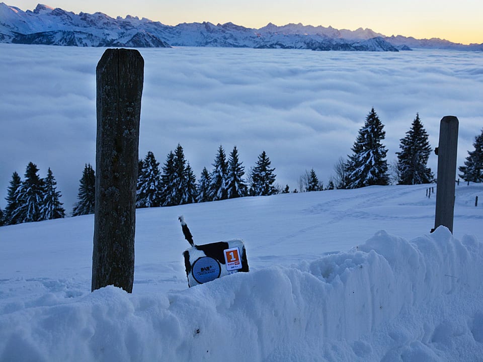 Ein Radio mit schwarz-weissem Fell steht im Schnee, im Hintergrund das Nebelmeer und Berge.