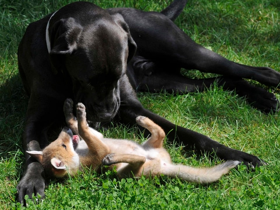 Hund spielt mit Fuchs