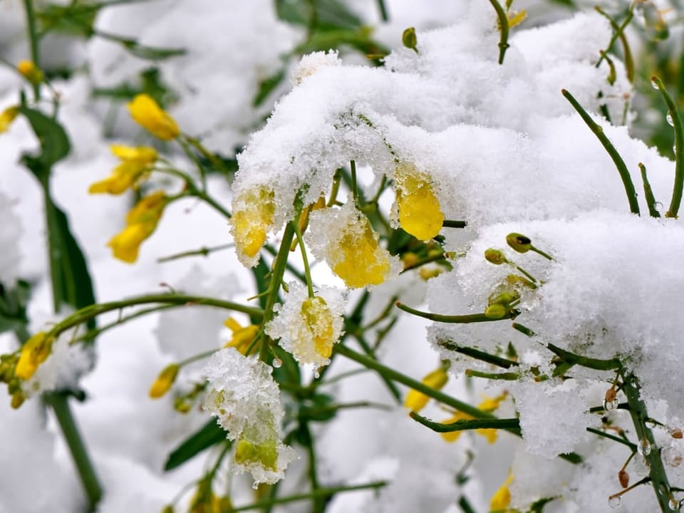 Schwere Schneelast auf den Blüten.