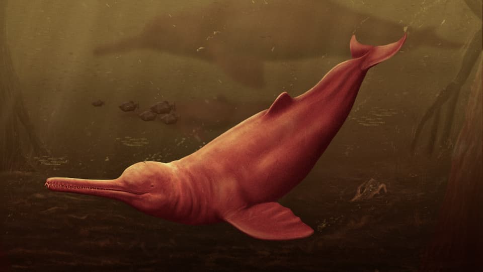 Illustration eines Urzeit-Delfins mit langer Schnauze