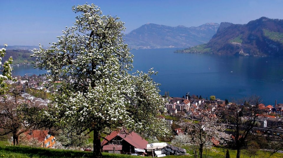 Auch in Hergiswil leben pauschal besteuerte Personen.