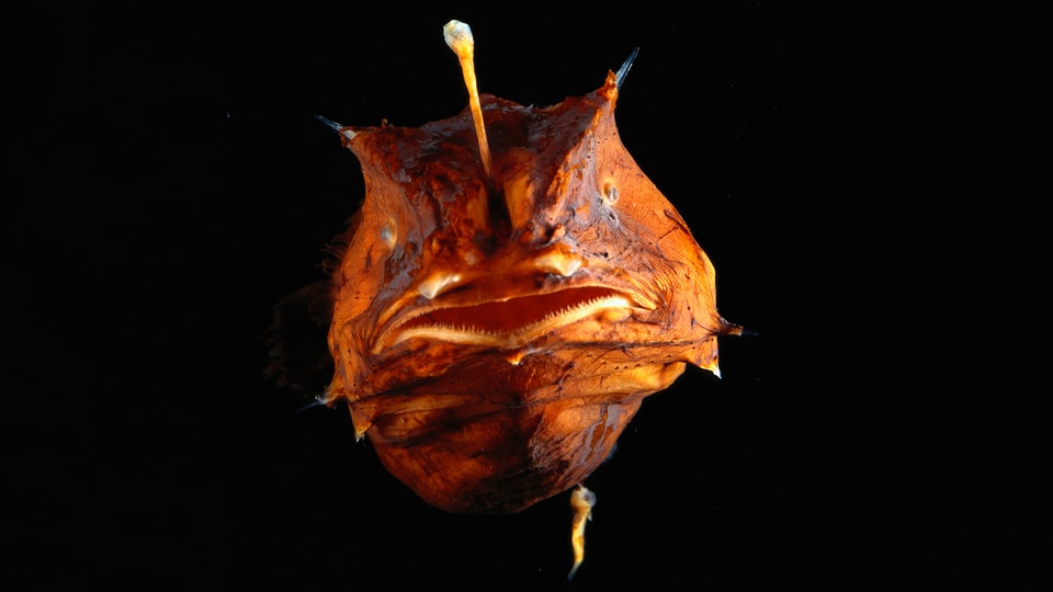 Oranger Fisch mit einem kleinen, länglichen Männchen am Bauch