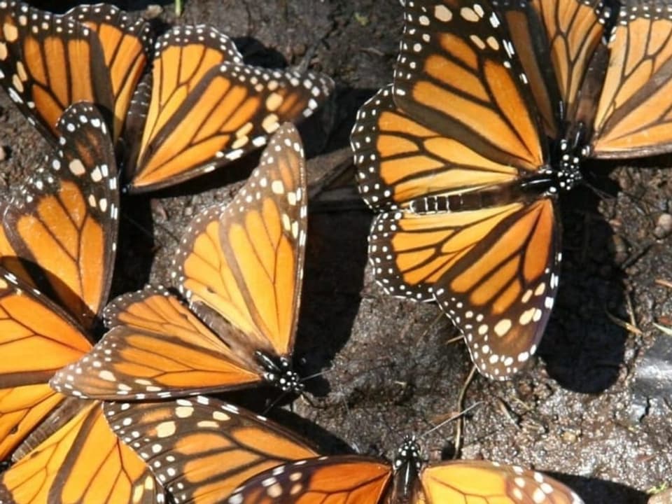 Fünf orange Monarchfalter von oben.