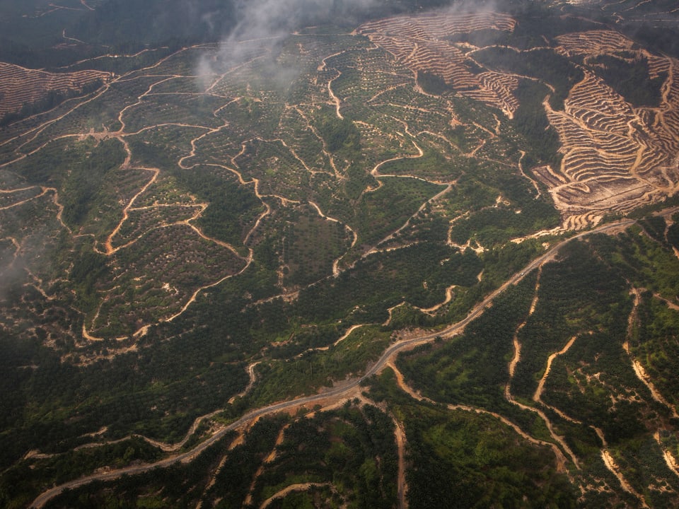  Luftweg von Miri nach Long Banga. Man sieht die Spuren der Abholzungen.