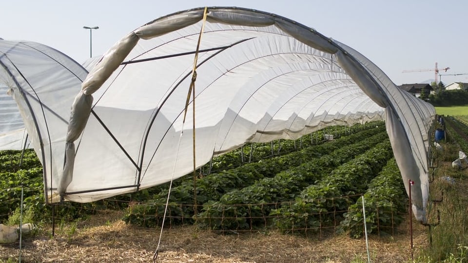 Schutz vor Wind und Wetter: Erdbeeren werden in so genannten Folientunneln gezogen.