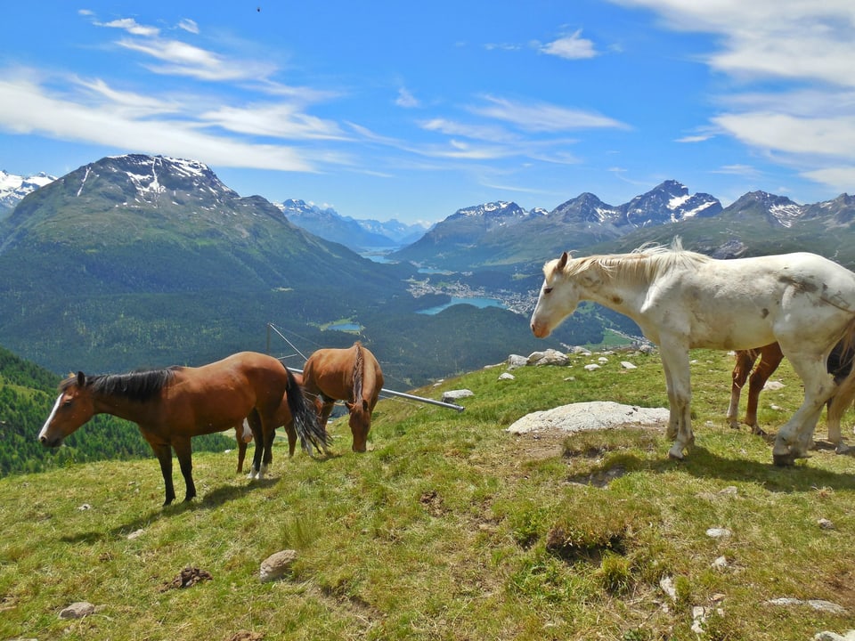 Pferde auf der Alp Muragl.