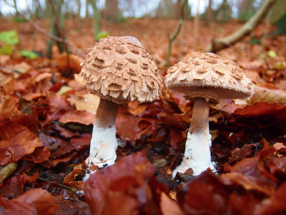 Zwei braune schöne Pilze umgeben von Herbstlaub im Wald.