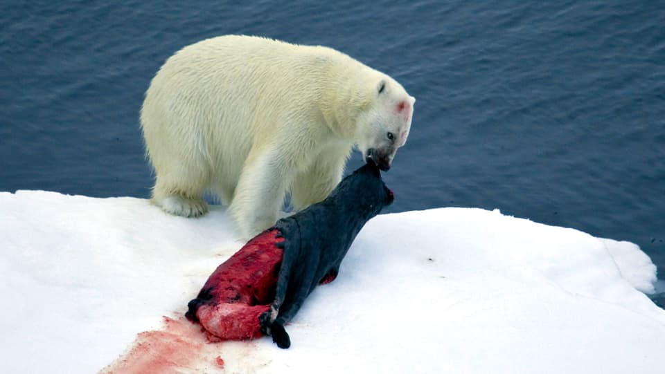 Eisbär frisst eine Robbe.